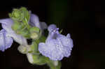 Heartleaf skullcap